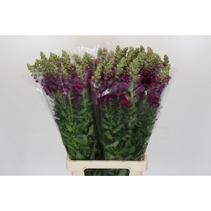 Antirrhinum Potomac Red