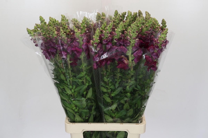 <h4>Antirrhinum Potomac Red</h4>