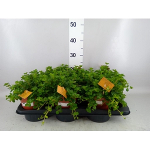 Peperomia rotundifolia