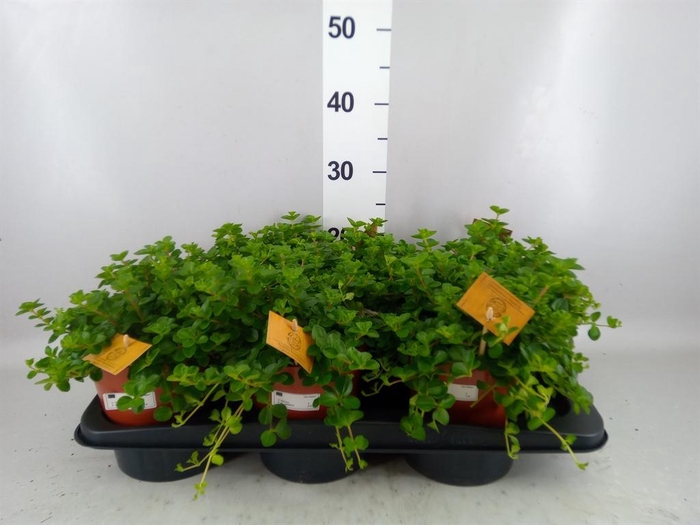 <h4>Peperomia rotundifolia</h4>