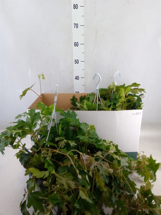 <h4>Cissus rhombifolia 'Ellen Danica'</h4>
