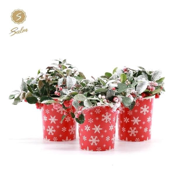 <h4>Gaultheria pr. 'Big Berry'® P10 in Cup X-mas Deco + Snow</h4>