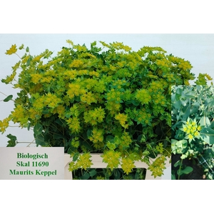 BUPLEURUM ROTUNDIFOL