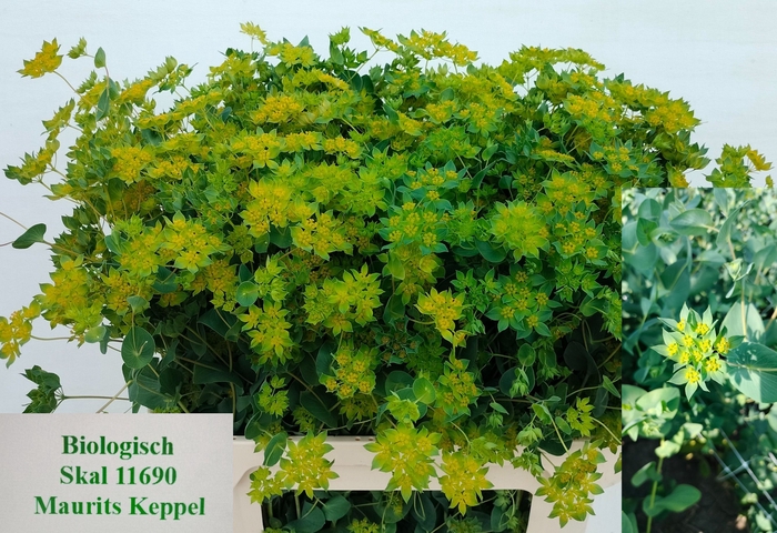 <h4>BUPLEURUM ROTUNDIFOL</h4>