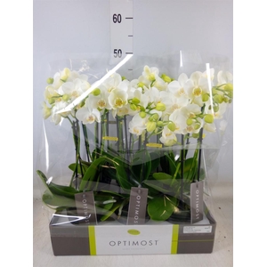 Phalaenopsis multi.   ...white