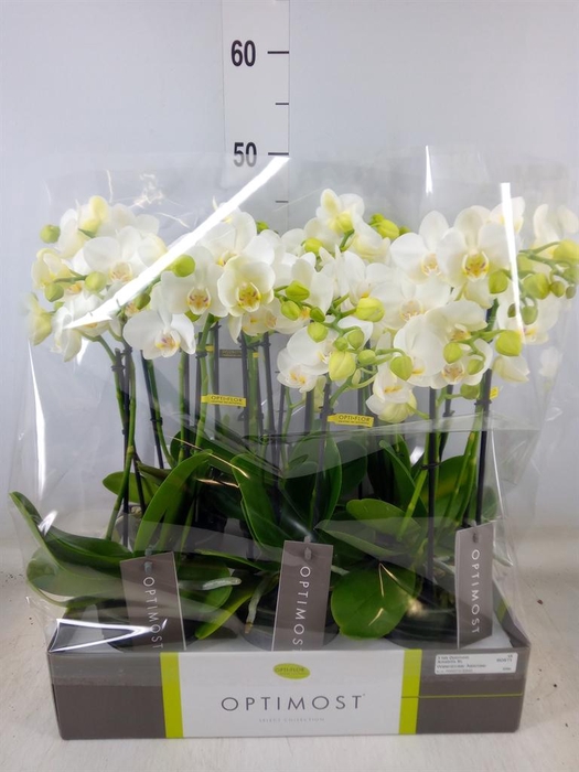 <h4>Phalaenopsis multi.   ...white</h4>