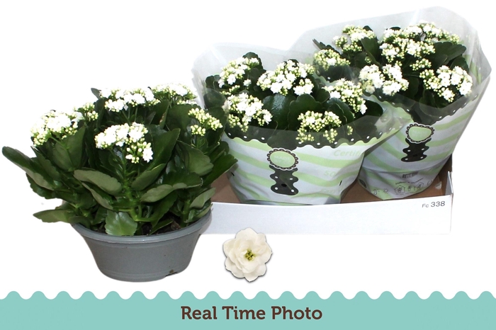 <h4>KAL B GE C MENZEL</h4>