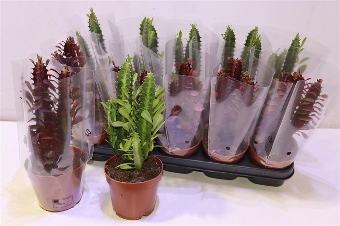 <h4>arr8 Euphor Gem</h4>