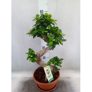 Ficus microcarpa 'Ginseng'