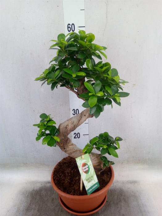 <h4>Ficus microcarpa 'Ginseng'</h4>
