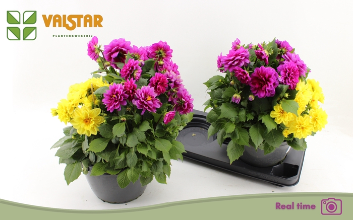 <h4>DAHL L ME DEEP PINK</h4>