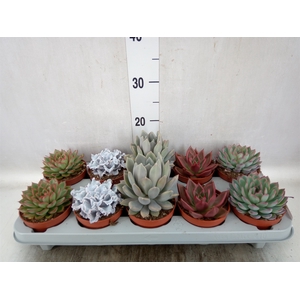 Echeveria   ...mix