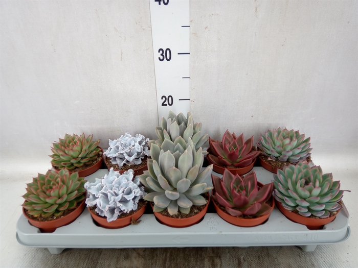 <h4>Echeveria   ...mix</h4>