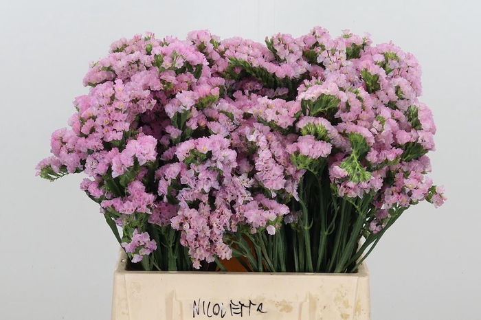 <h4>Lim S Lucia Pink</h4>