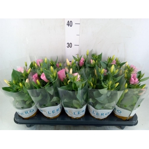 Eustoma russ. DU 'Bolero Pink'