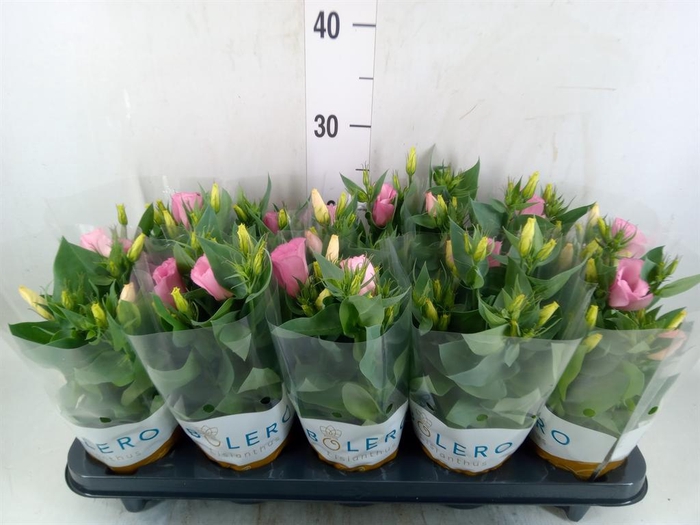 <h4>Eustoma russ. DU 'Bolero Pink'</h4>