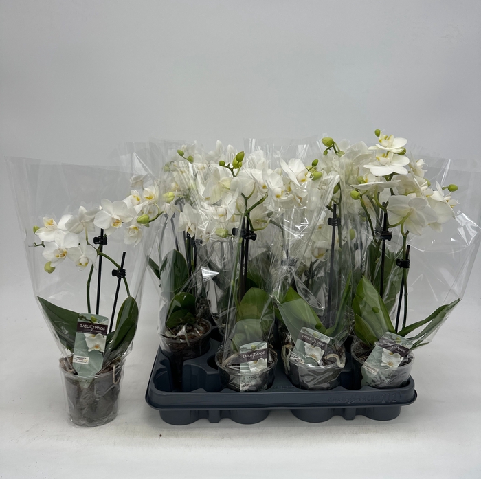 <h4>PHAL OV WIT</h4>