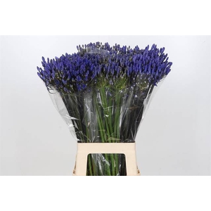 AGAPANTHUS EYFORI BLUE