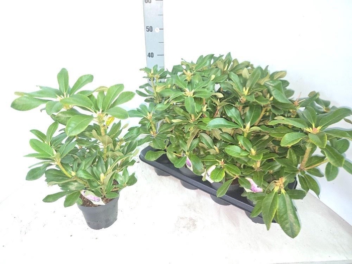 <h4>RHOD CAU CHEER</h4>