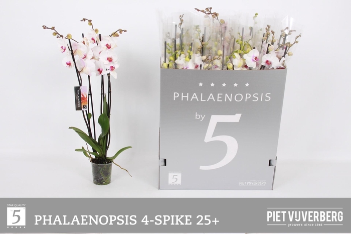 <h4>PHAL RED LIPS</h4>