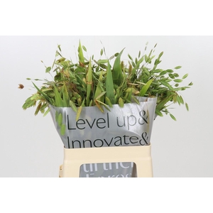 Chasmanthium latifolium