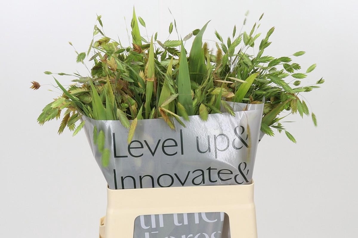<h4>Chasmanthium latifolium</h4>
