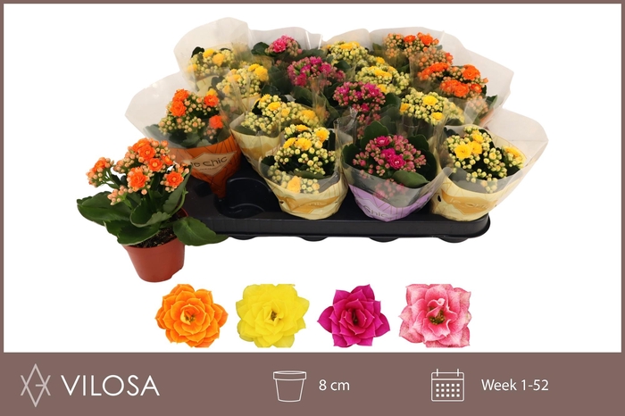 <h4>KAL GE GEM 4 KL</h4>