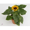Helianthus an. 'Sunsation Flame'