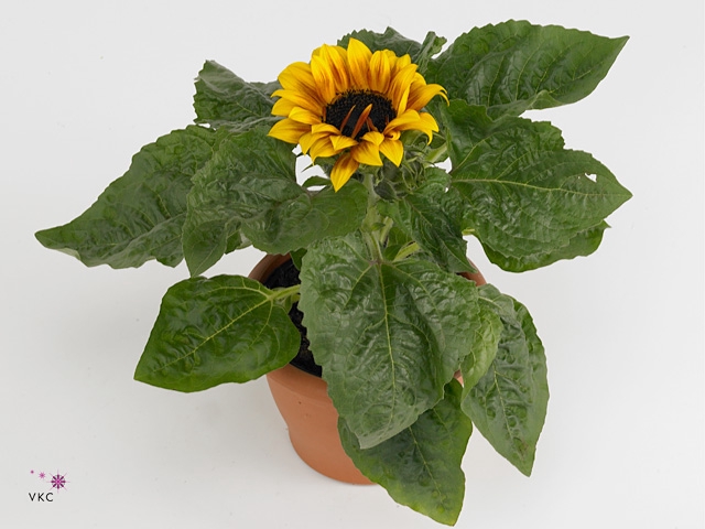 Helianthus an. 'Sunsation Flame'