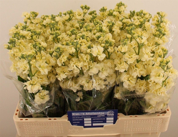 <h4>Matth Stox Yellow N L</h4>