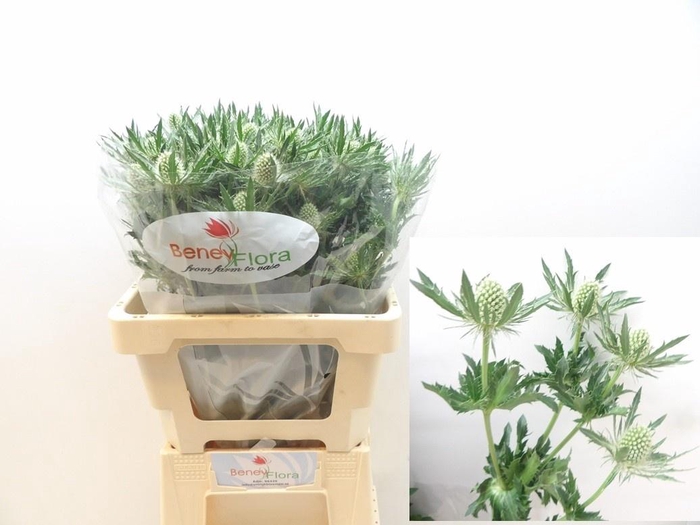 <h4>ERYN MAG WHIT LAGOON</h4>