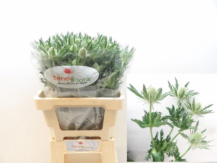 <h4>ERYN MAG WHIT LAGOON</h4>