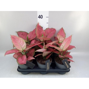 Aglaonema   ...