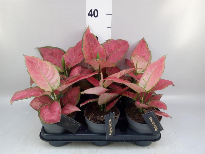 <h4>Aglaonema   ...</h4>