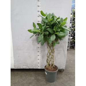 Ficus benghalensis 'Audrey'