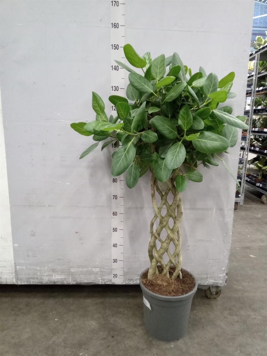 <h4>Ficus benghalensis 'Audrey'</h4>