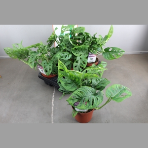 MONSTERA MONKEY LEAF