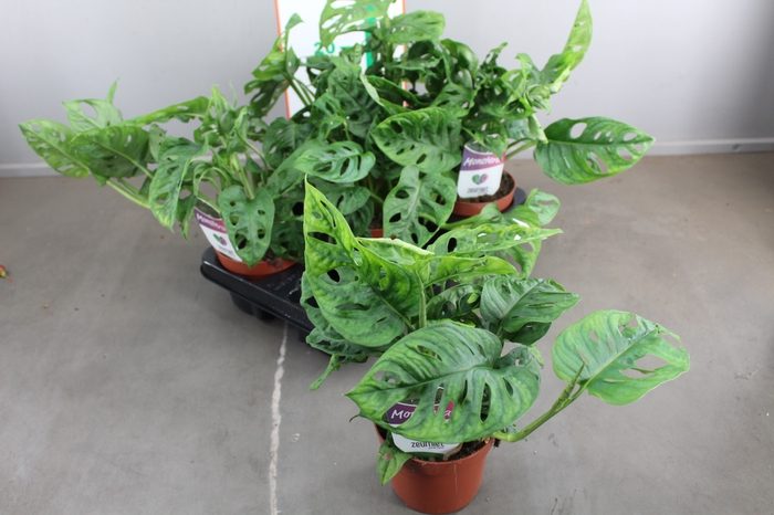 MONSTERA MONKEY LEAF