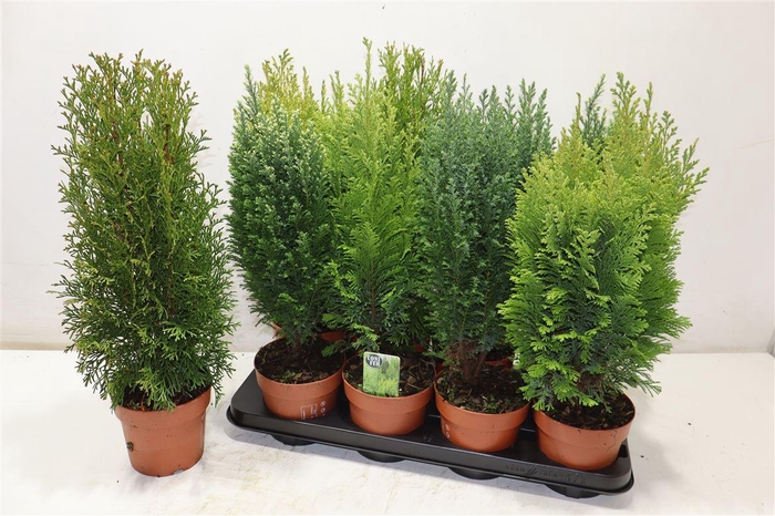 <h4>Coniferen Gem</h4>