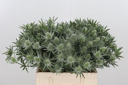 <h4>ERYNGIUM SIRIUS QUESTAR</h4>