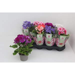 PRIM OB SWEETK A GEM