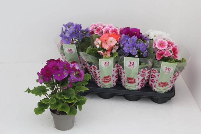 <h4>PRIM OB SWEETK A GEM</h4>