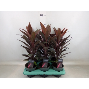 Cordyline fruti. 'Tango'