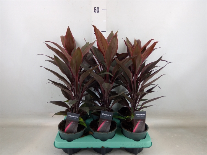 <h4>Cordyline fruti. 'Tango'</h4>