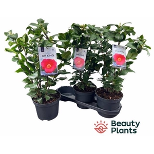 Camellia Japonica Dr. King 19Ø 60cm 20fl