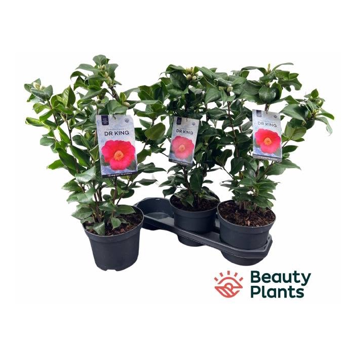 <h4>Camellia Japonica Dr. King 19Ø 60cm 20fl</h4>