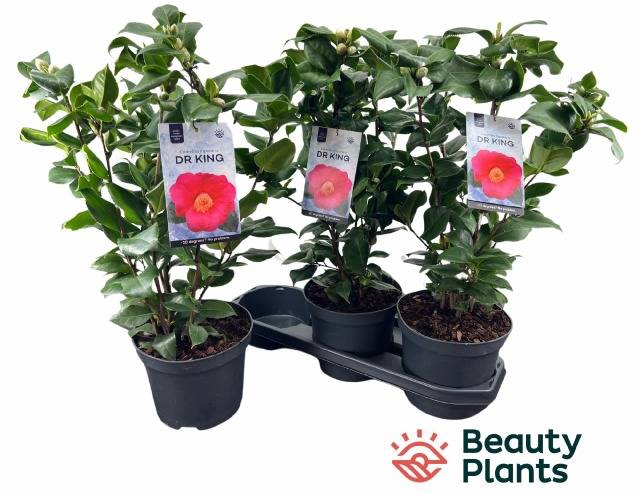 Camellia Japonica Dr. King 19Ø 60cm 20fl