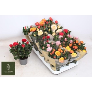 RO KORDAN GRANDE GEM