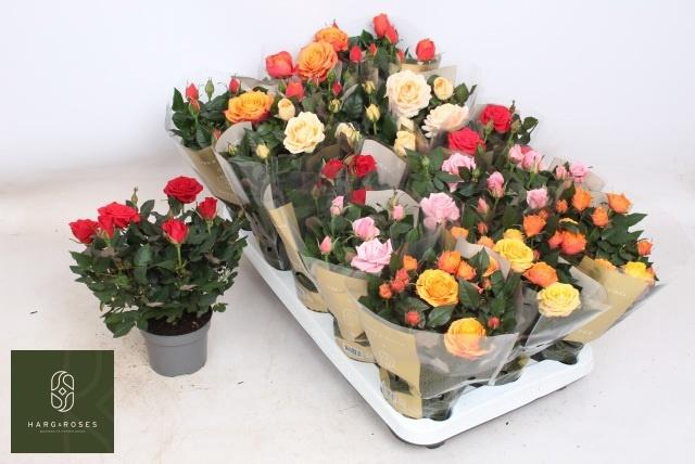 <h4>RO KORDAN GRANDE GEM</h4>