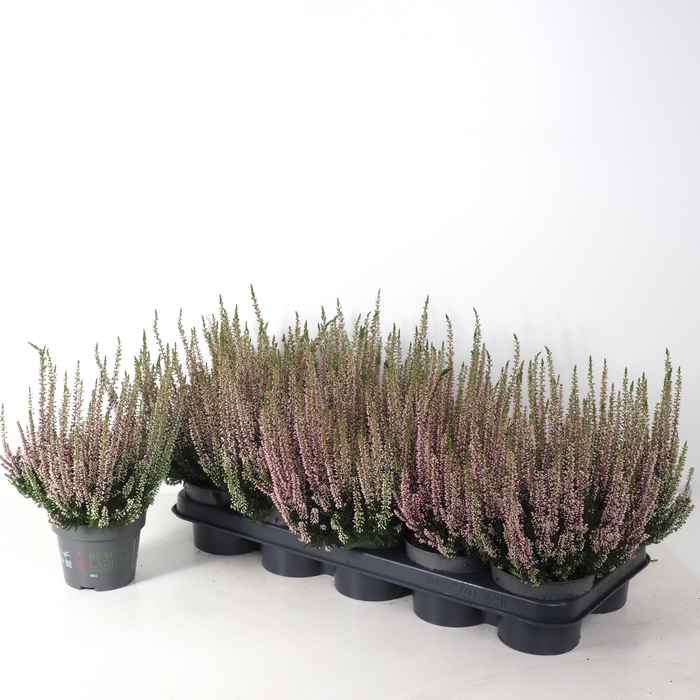 <h4>Calluna vulgaris 'Beauty Ladies' P12 Lila</h4>
